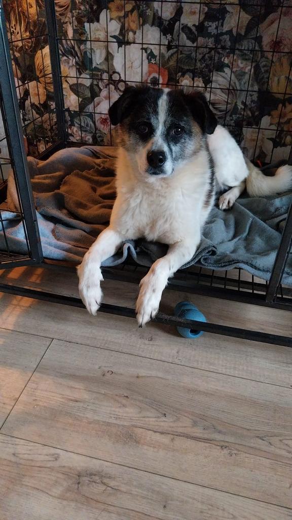 Cappucino, medium reutje gec 7 jaar, Dieren en Toebehoren, Honden | Niet-rashonden, Middel, Reu, Particulier, Eén hond, Buitenland