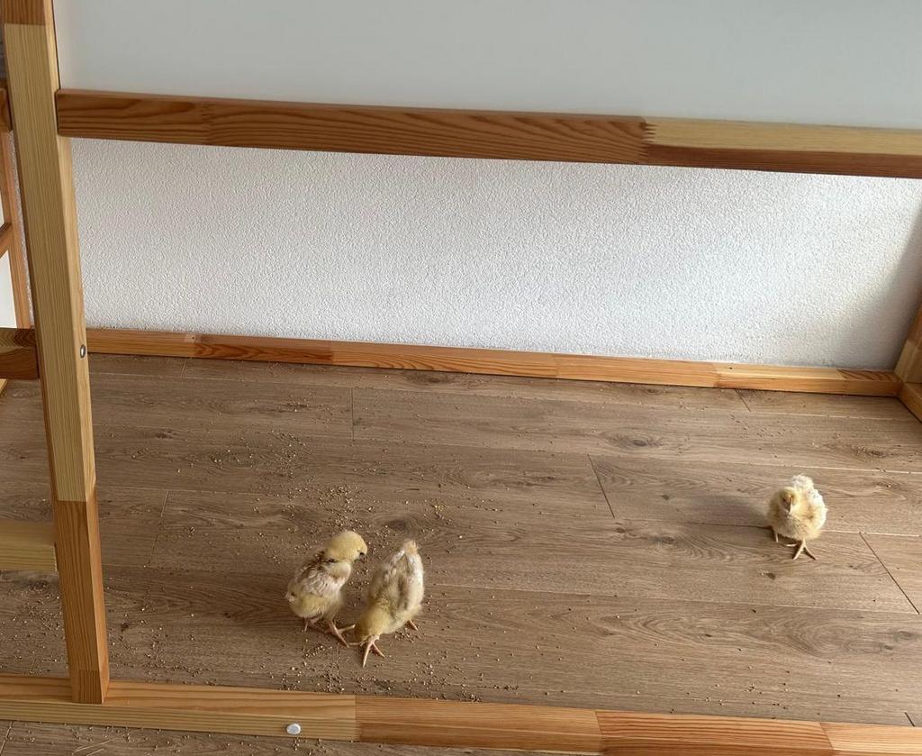 Kuikens gratis, Ophalen, Zo goed als nieuw, Stapelbed