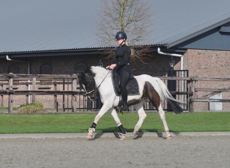 bonte D pony ruin, Dieren en Toebehoren, B, Ruin, Dressuurpony, 3 tot 6 jaar