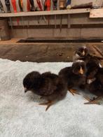 Kuikens Amrock x welsumer, Dieren en Toebehoren