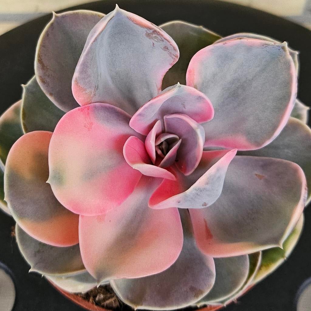 Echeveria Pearl van Neurenberg variegated vetplant succulent, Vetplant, Ophalen of Verzenden, In pot, Minder dan 100 cm