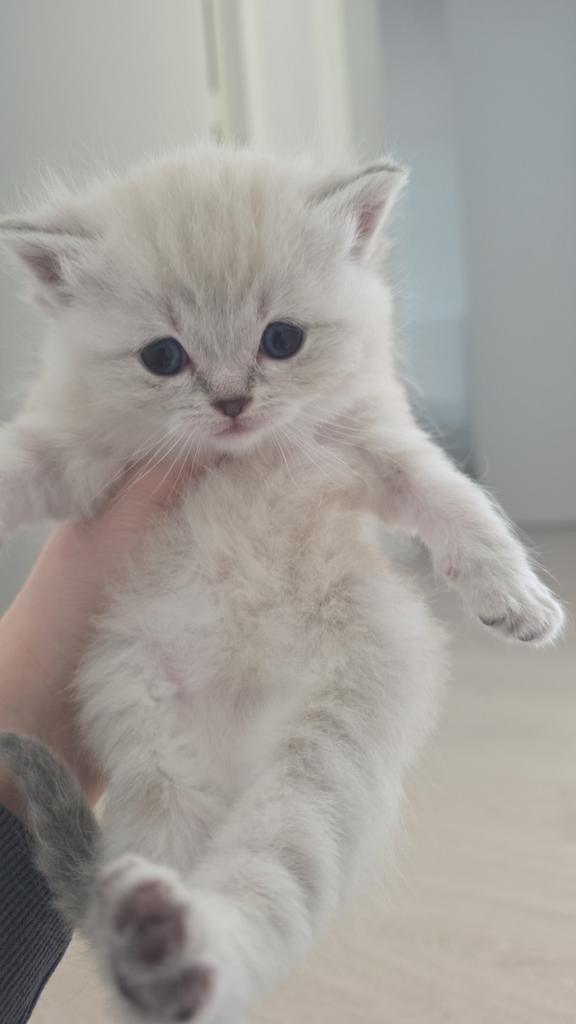 Dit it een drag doll 2 manden oud woon plats pijnacker, 0 tot 2 jaar