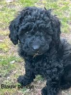 Maltipoo, Poedel, Meerdere, Meerdere dieren, Nederland