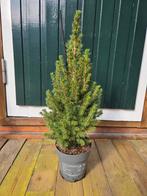 Picea glauca perfecta (wild spar) 50 cm, Ophalen