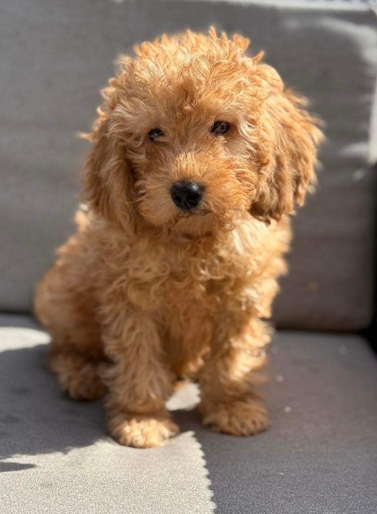 Poedel/doodle pups, Parvo, 8 tot 15 weken, Meerdere, Nederland