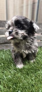 SUPER KLEIN kruising malterzer x dwergpoedel boomer, Parvo, Overige rassen, 8 tot 15 weken, Meerdere