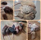 Tamme muis krul texels kleurmuis satijn vrouw teddy dames, Dieren en Toebehoren, Knaagdieren, Februari, Muis, Meerdere dieren