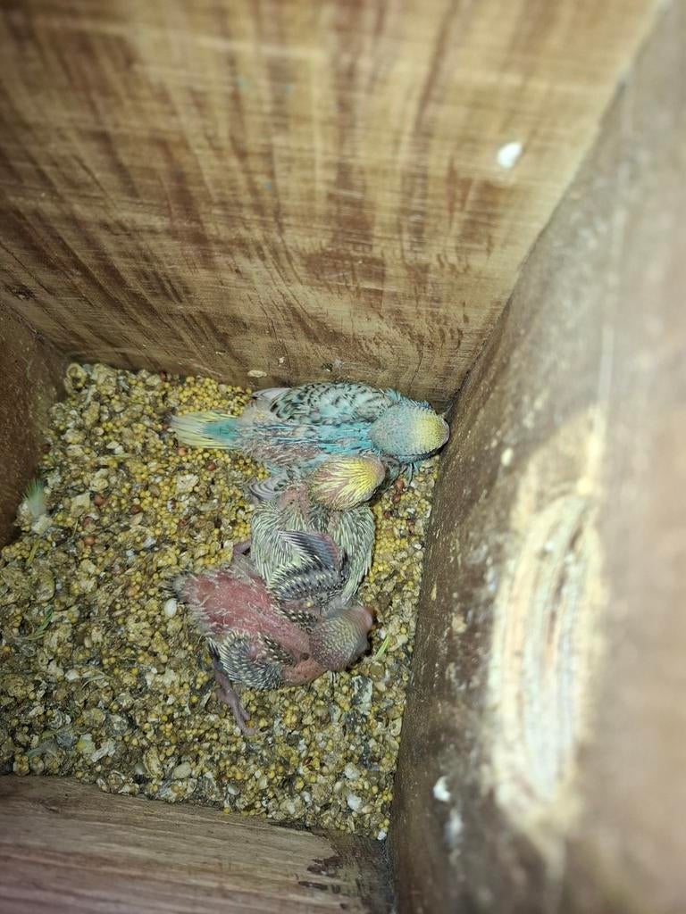 Jonge grasparkiet, Dieren en Toebehoren, Vogels | Parkieten en Papegaaien, Geslacht onbekend, Parkiet, Tam