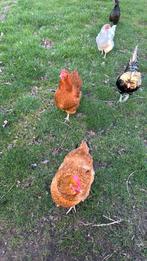 Soepkipjes, Dieren en Toebehoren, Pluimvee, Vrouwelijk, Kip