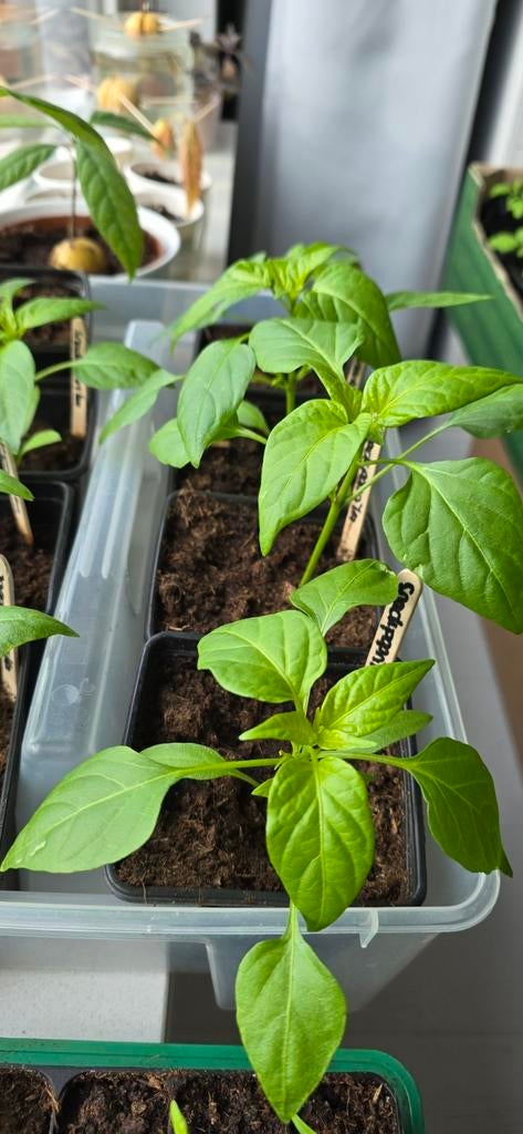 Groenteplantjes / plantjes voor moestuin, Tuin en Terras, Kweekspullen, Ophalen, Nieuw