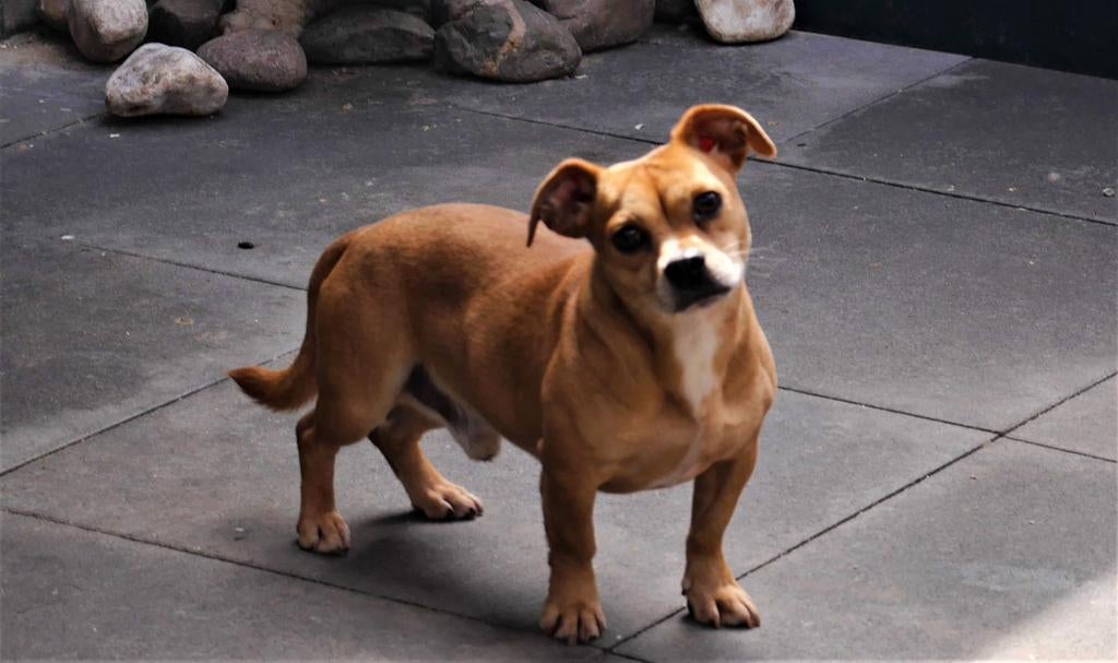 Super Mini Jackrussell Reutje Tekoop., Dieren en Toebehoren, Honden | Jack Russells en Terriërs, Parvo, Jack Russell Terriër, Reu