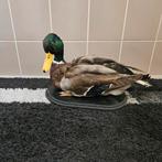 Opgezette Wilde Eend opgezet taxidermie taxidermy, Ophalen of Verzenden, Zo goed als nieuw, Vogel, Opgezet dier