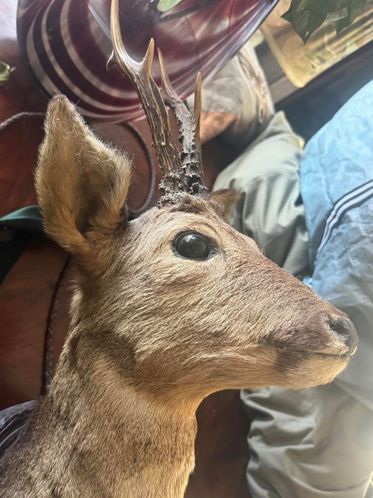 Reebok vintage in zeer goede staat wegens overcompleet, Ophalen of Verzenden