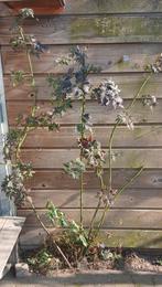 Bramenstruik, Tuin en Terras, Ophalen