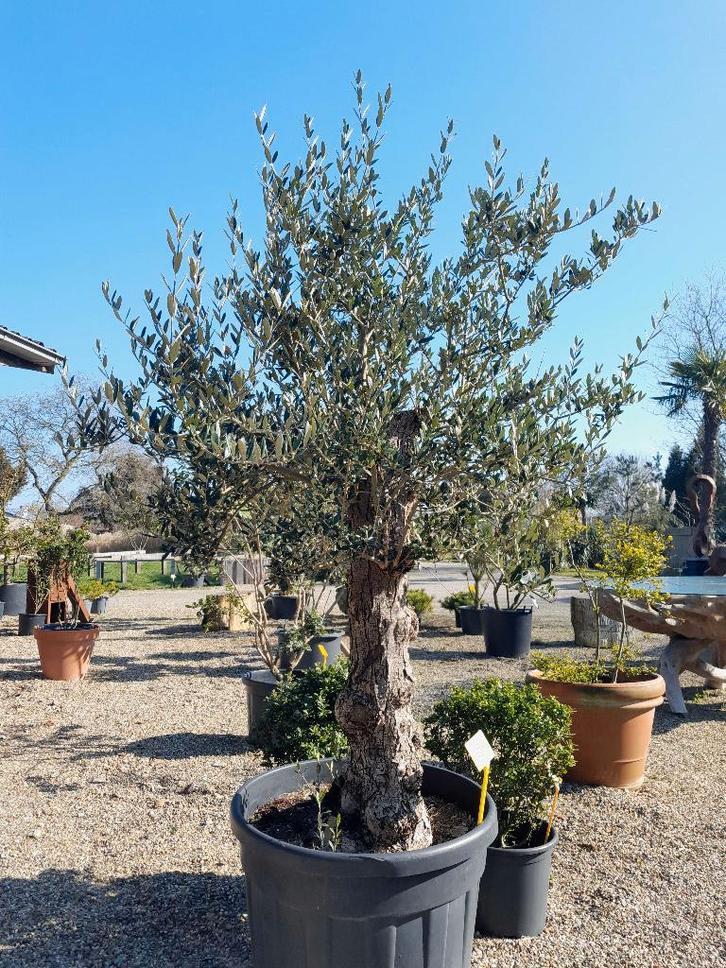 Oude Olijfboom, Tuin en Terras, Planten | Bomen, Olijfboom, 100 tot 250 cm, Volle zon, Bloeit niet, In pot, Ophalen