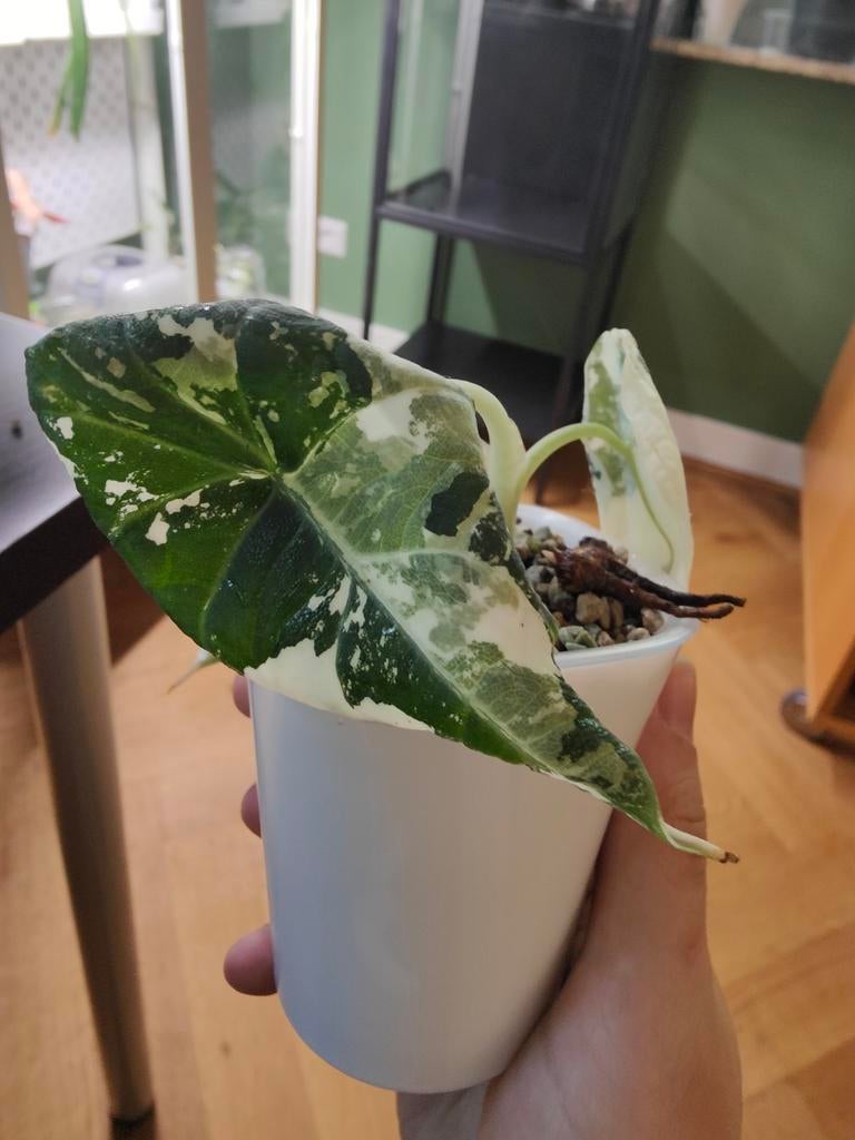 Alocasia Maharani corms, Huis en Inrichting, Kamerplanten, Ophalen of Verzenden, Halfschaduw, Minder dan 100 cm