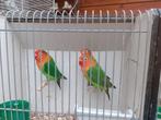 te koop 3 fischeri,s, Meerdere dieren, Dwergpapegaai of Agapornis