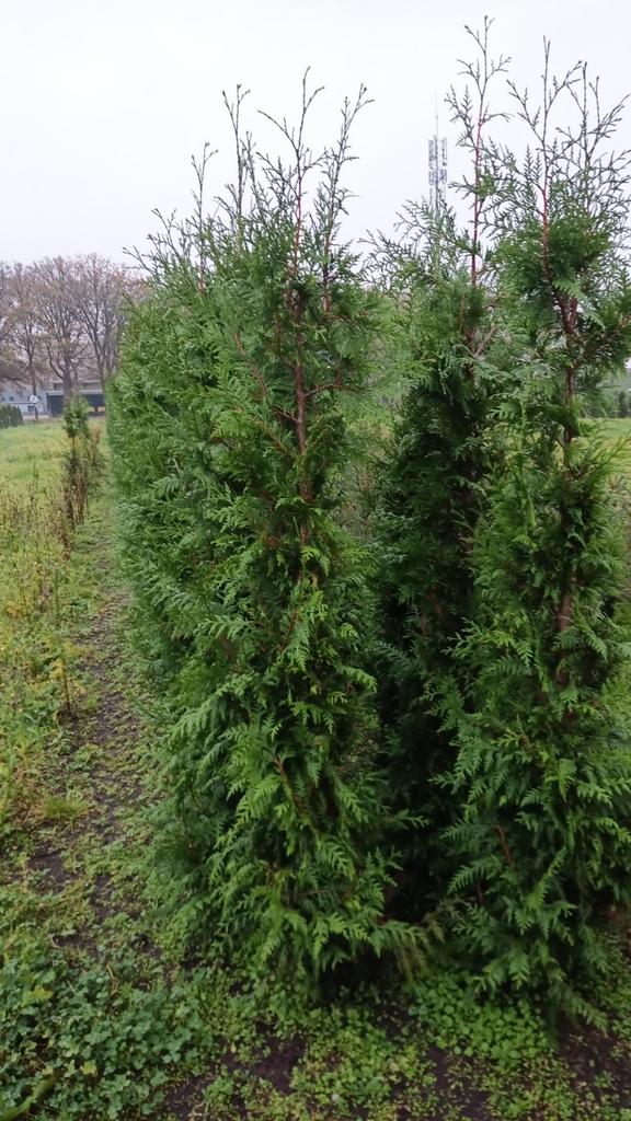 Opruiming coniferen Thuja excelsa 175-200cm haag planten, Ophalen of Verzenden, Conifeer, Struik, 100 tot 250 cm