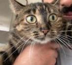 Europees kortharige kat gestriliseerd en geholpen, Dieren en Toebehoren, Poes, Ontwormd, 6 jaar of ouder