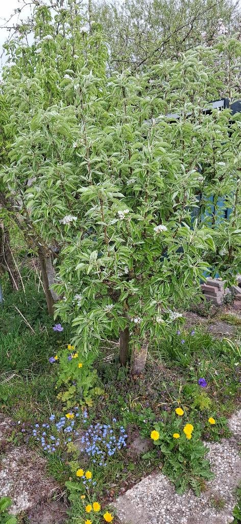 Perenboom, Tuin en Terras, Planten | Fruitbomen, Ophalen, Lente, Volle zon, Perenboom