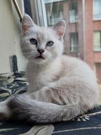 ️Prachtige Ragdoll mix kittens zoeken een liefdevol thuis️, Meerdere dieren, Ontwormd, 0 tot 2 jaar