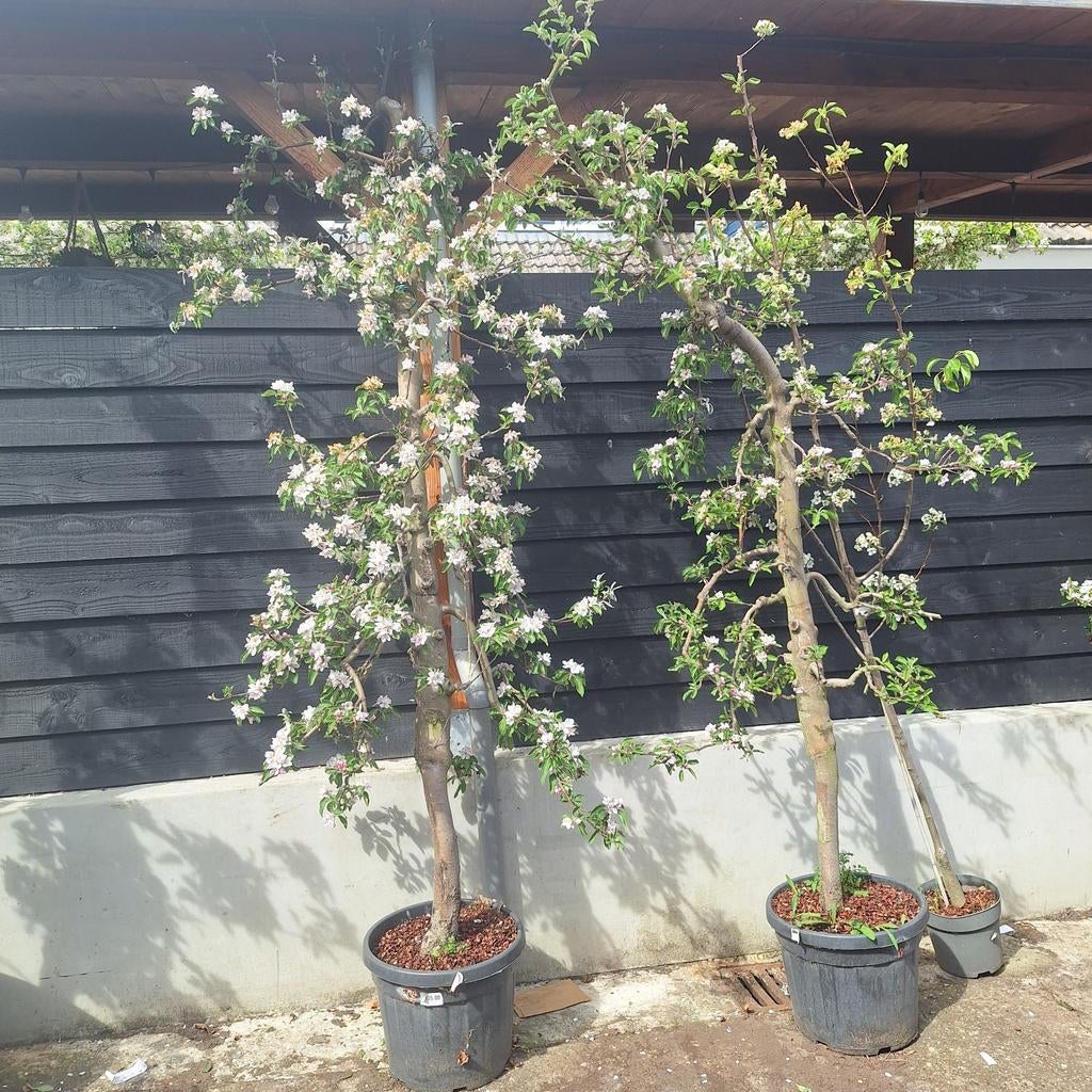 Oude Elstar appel, Ophalen, Lente, In pot, Appelboom