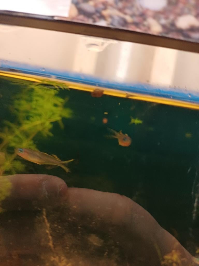 Regenboog zalm, Dieren en Toebehoren, Vis