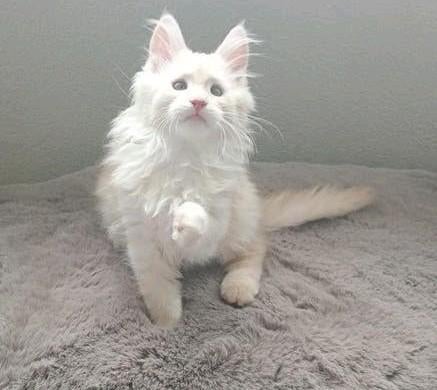 ️ 🩷 3 Prachtige mainecoon  xl kittens  Maine coons💙, Dieren en Toebehoren, Katten en Kittens | Raskatten | Langhaar, Meerdere dieren