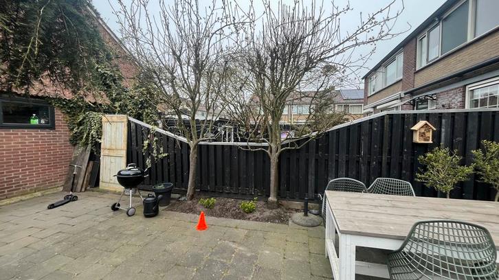 Twee Perenbomen *GRATIS*, Tuin en Terras, Planten | Fruitbomen, Perenboom, 250 tot 400 cm, Volle zon, Lente, Ophalen