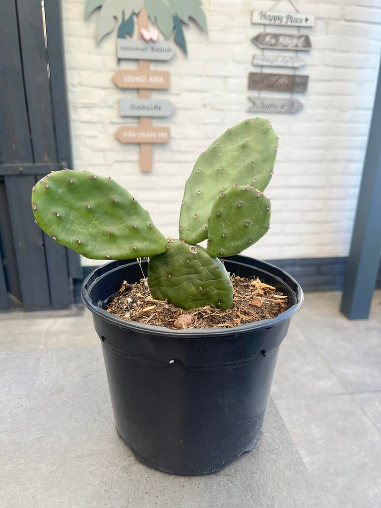 Opuntia Humifusa winterharde schijfcactus, Ophalen, Overige soorten, Volle zon