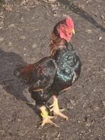 Gezocht yamato gunkei haan, Dieren en Toebehoren