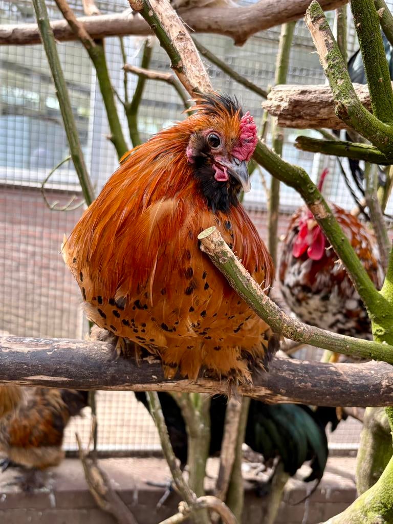 Russell, leuk krielhaantje, Dieren en Toebehoren, Pluimvee, Mannelijk, Kip