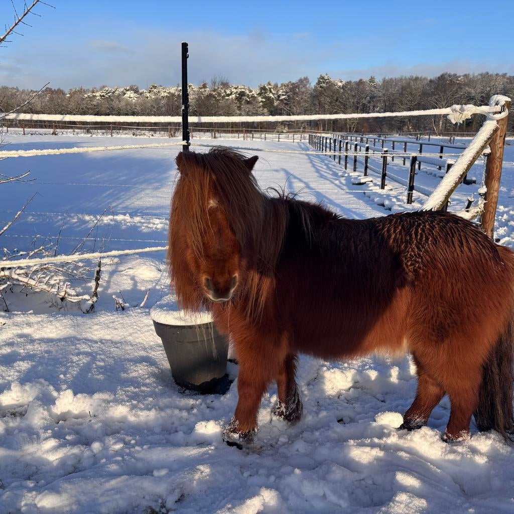 Shetlander merrie 10 jaar, Merrie, A pony (tot 1.17m), 7 tot 10 jaar, Onbeleerd