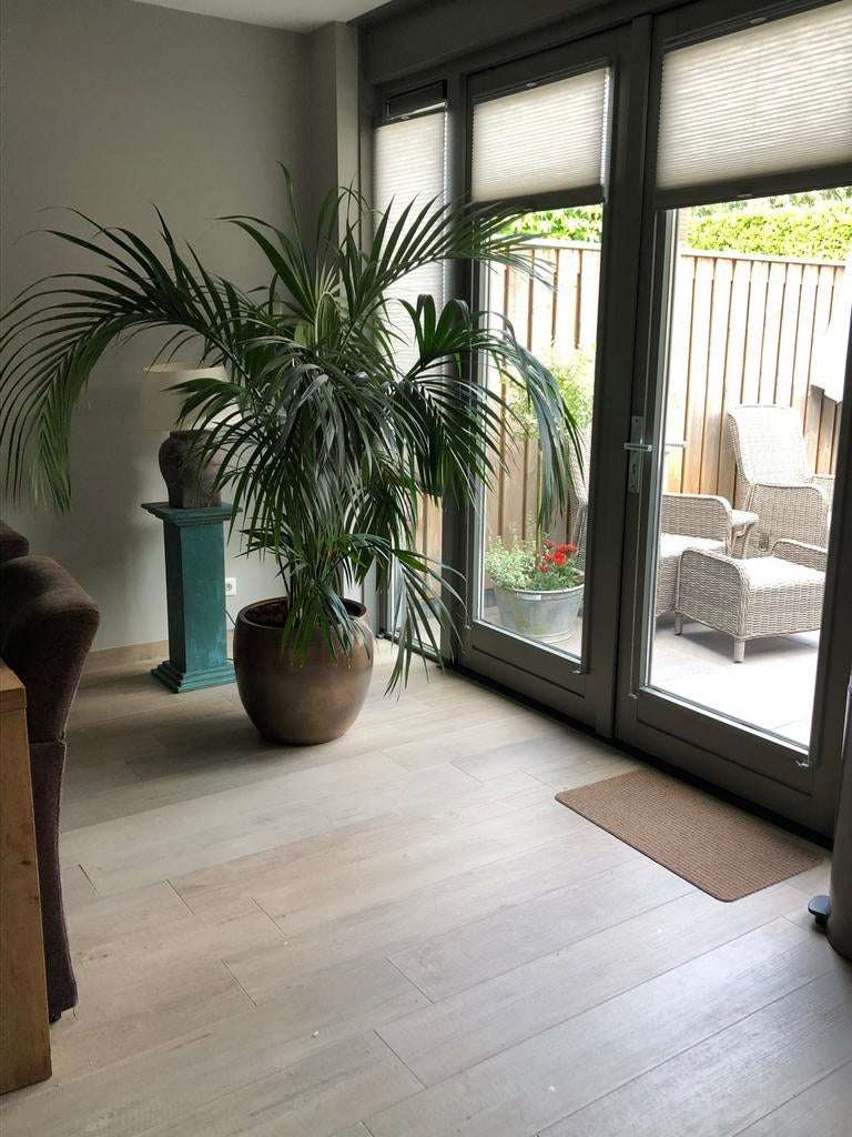 Grote kamerpalm in pot, Huis en Inrichting, Kamerplanten, Ophalen, Palm, Halfschaduw, In pot