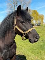 Zwarte parel met klein hartje wat echte liefde geduld zoekt!, Dieren en Toebehoren, Pony's, B, Ruin, 3 tot 6 jaar, Gechipt