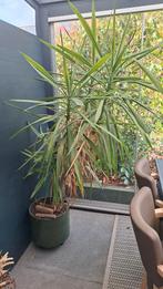 Yucca, Ophalen, Yucca, 150 tot 200 cm, Volle zon