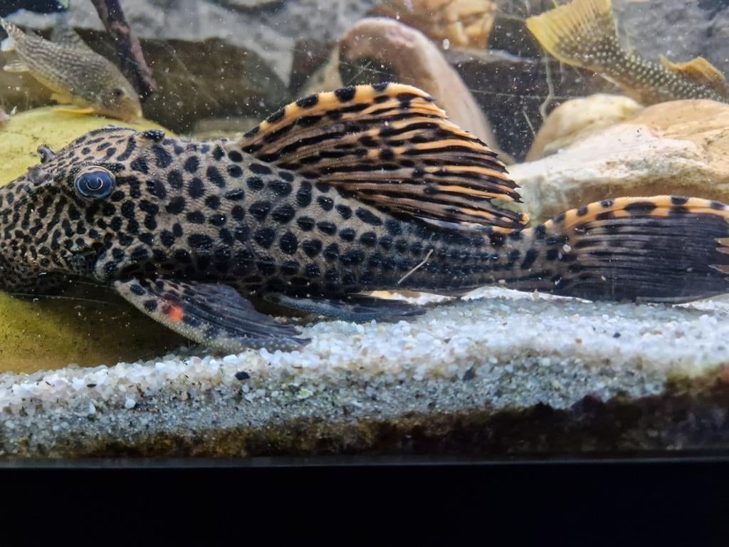 Zoek L91 man, Dieren en Toebehoren, Vissen | Aquariumvissen, Vis
