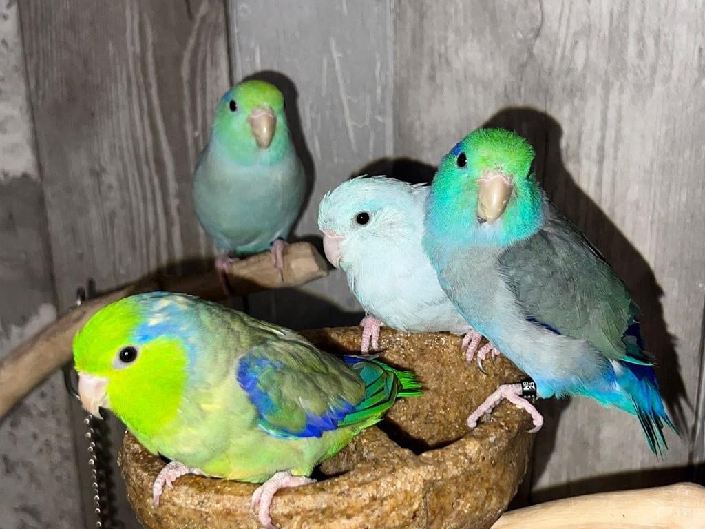 Forpus, Dieren en Toebehoren, Vogels | Parkieten en Papegaaien, Meerdere dieren, Parkiet