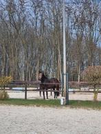 Getalenteerde driejarige hengst, Met stamboom, Dressuurpaard, Hengst, 170 tot 175 cm