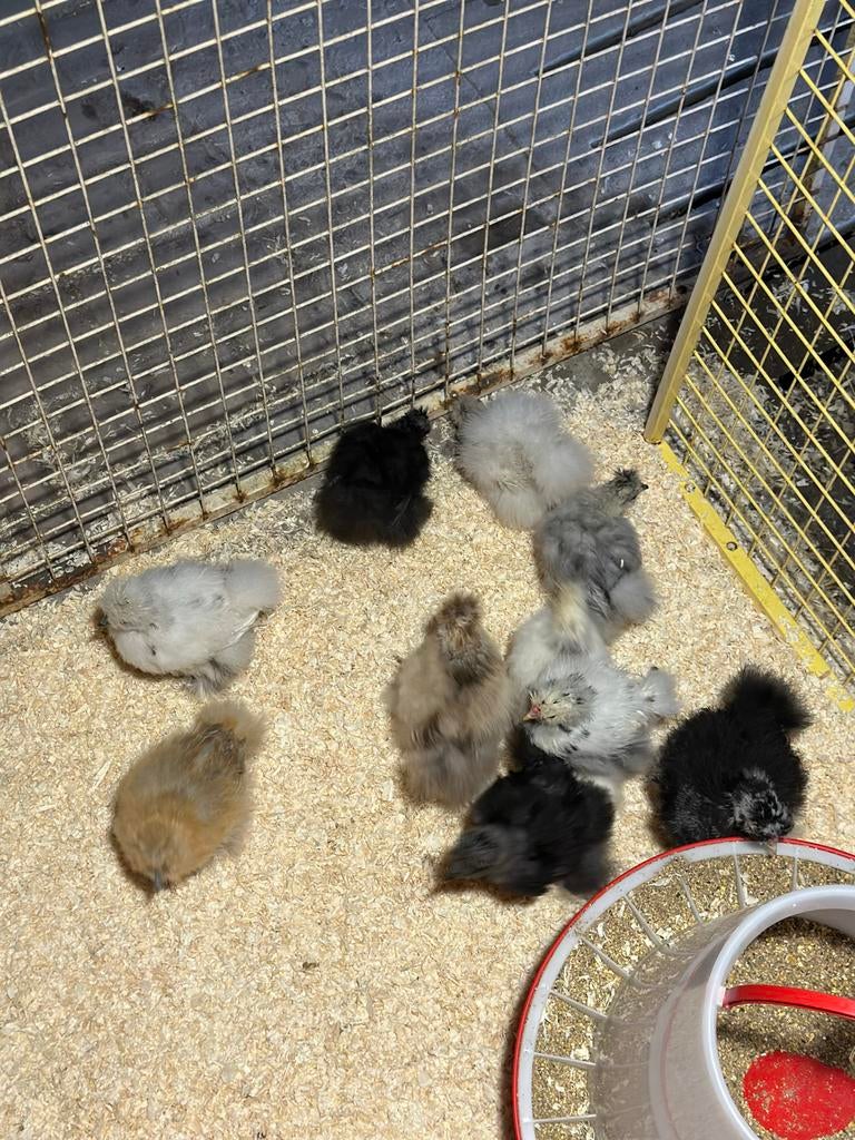 🐥USA zijdehoenders🐣 100% kleur zuiver(nog 6 beschikbaar), Vrouwelijk, Kip