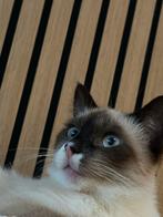 Ragdoll (Nasuc), Poes, Langharig, 0 tot 2 jaar