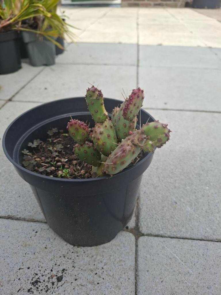 2x Opuntia 'Santa Rita'  te koop!, Ophalen, Vaste plant, Volle zon