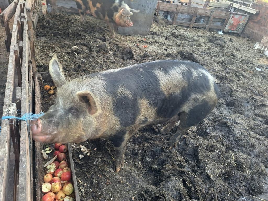 Varken, Dieren en Toebehoren, Schapen, Geiten en Varkens, Vrouwelijk, Varken, 0 tot 2 jaar