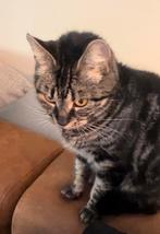 Europese korthaar Shiva zoekt gouden mandje, Dieren en Toebehoren, Poes