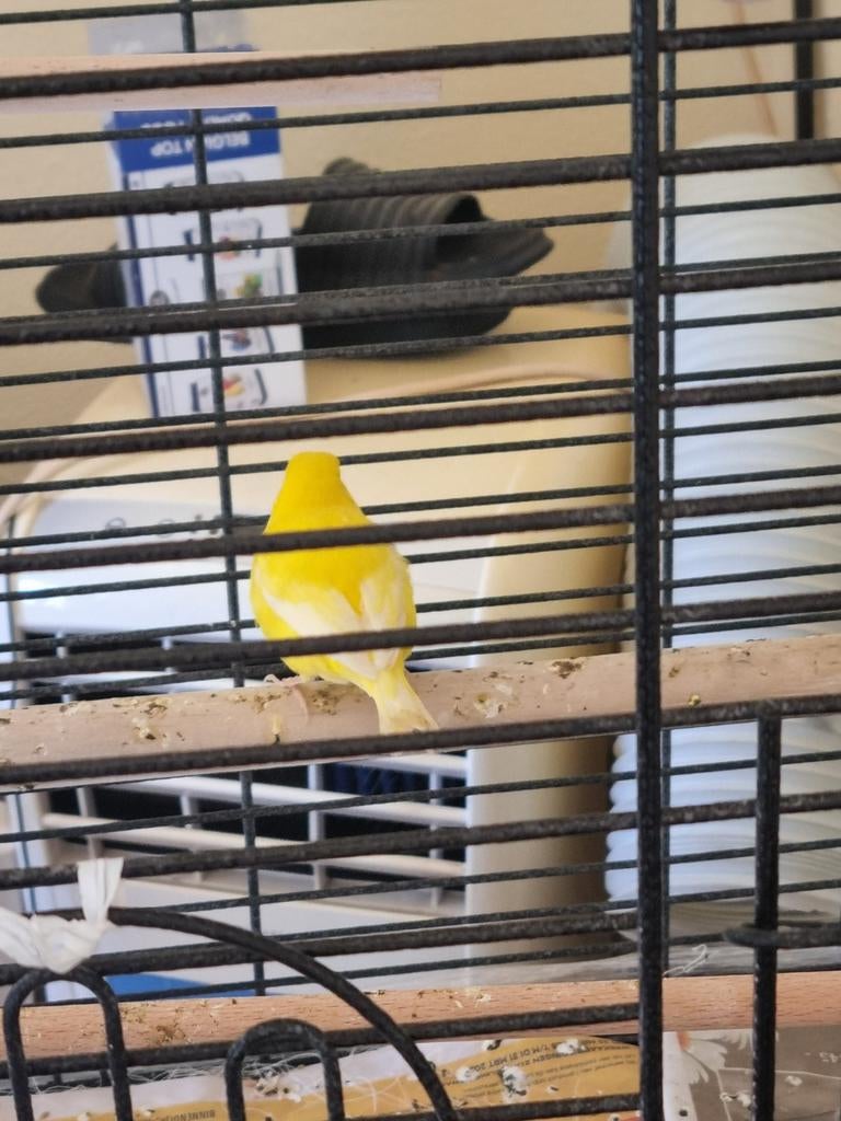 Te ruil koppel waterslager .voor forse k geel bonte glosters, Meerdere dieren