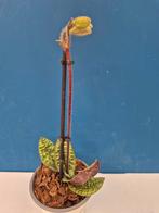 Orchidee Paphiopedilum p9 (17)