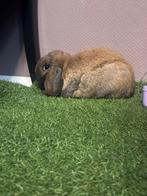 Lieve konijn te koop, Dieren en Toebehoren, Mannelijk, Middelgroot