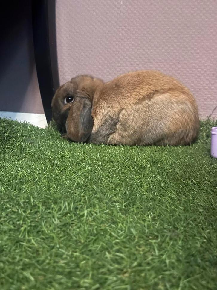 Lieve konijn te koop, Dieren en Toebehoren, Konijnen, Middelgroot, Mannelijk