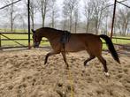 Dressuur paard, Ruin, Dressuurpaard