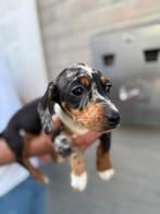 Laatste merle teckel teefje., 8 tot 15 weken, Korthaar, Dwerg, Parvo